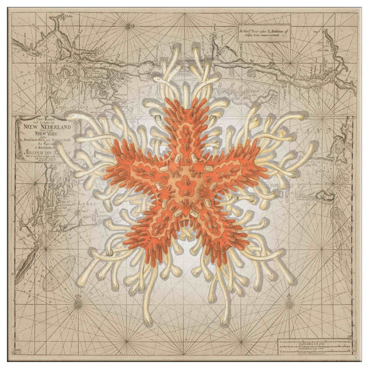 Vintage Nautical Canvas Print - Starfish