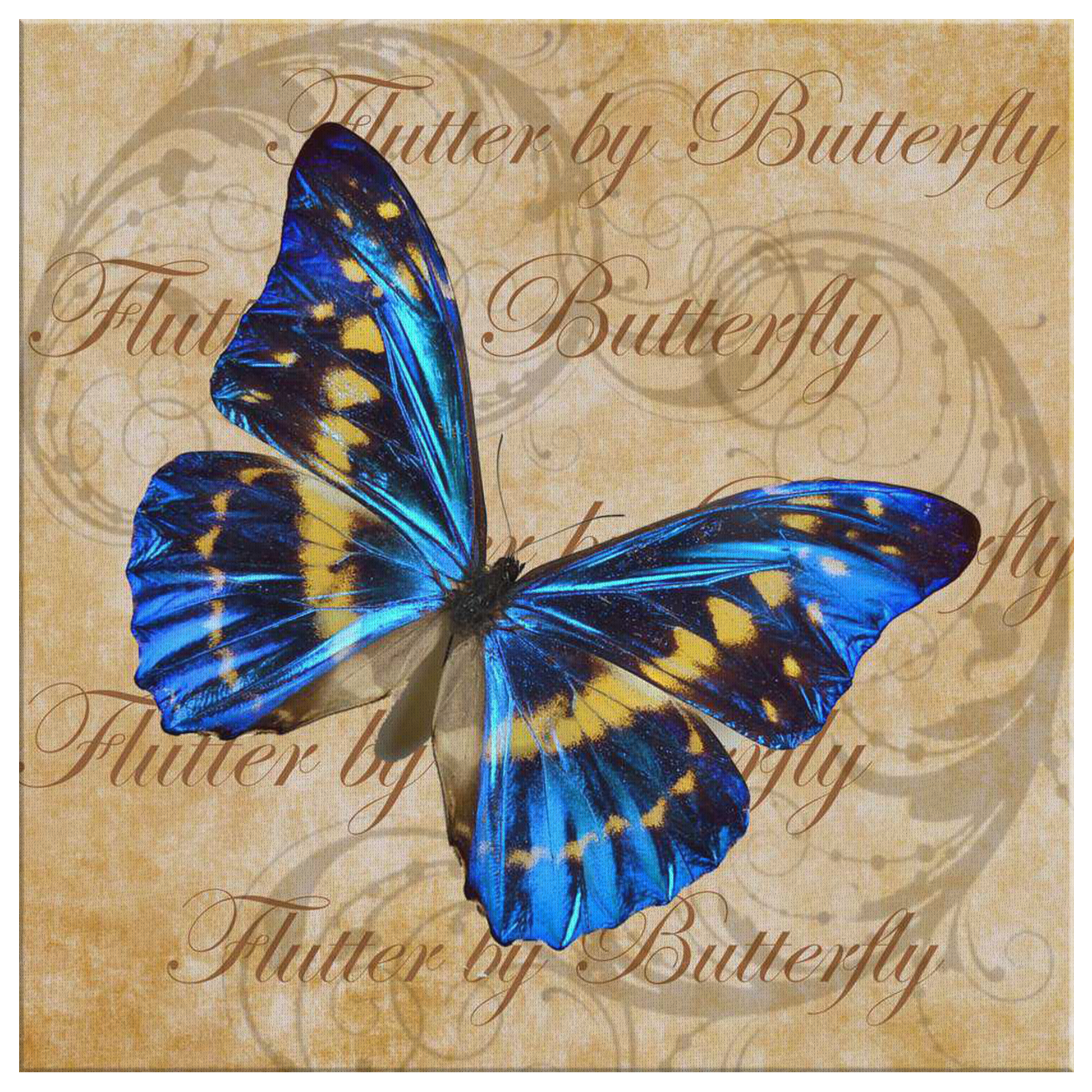 butterfly,butterflies,dragonfly,dragonflies,butterflies and dragonflies,nature,digital,collage