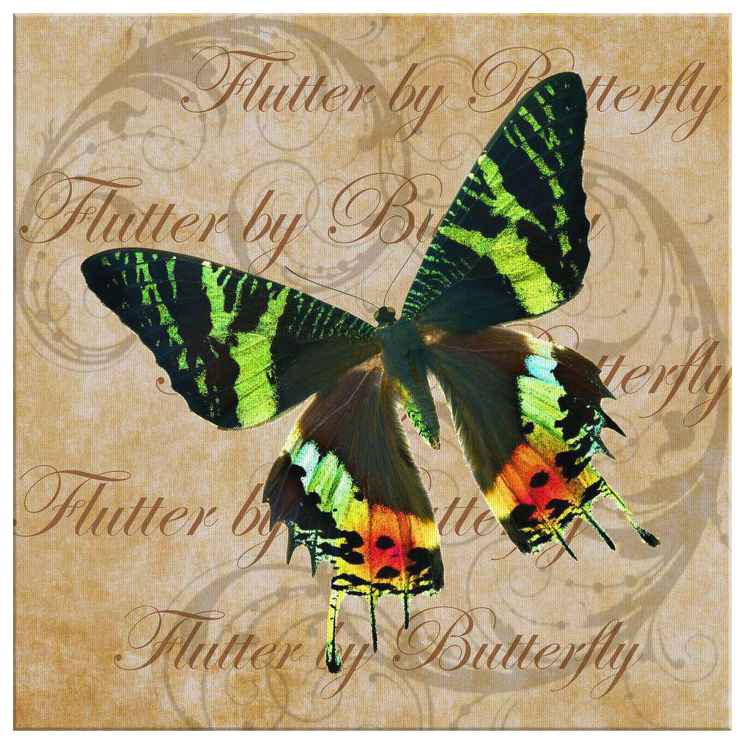 butterfly,butterflies,dragonfly,dragonflies,butterflies and dragonflies,nature,digital,collage