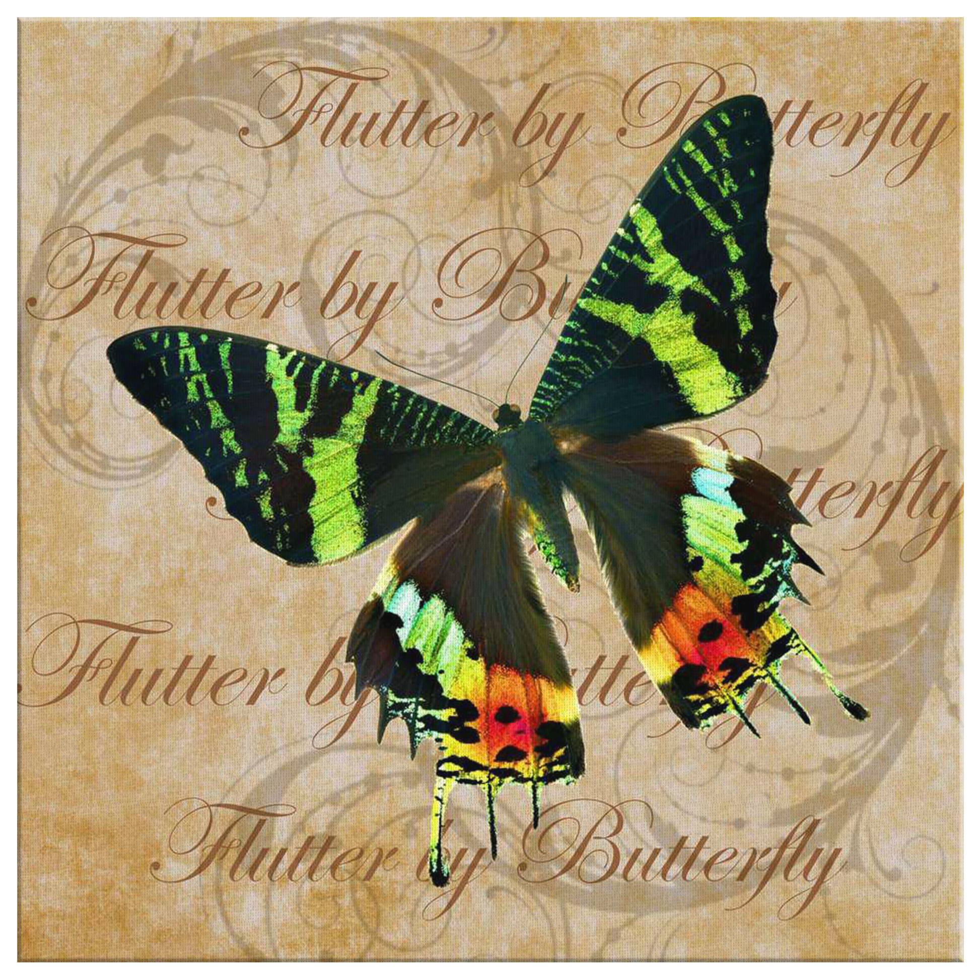 butterfly,butterflies,dragonfly,dragonflies,butterflies and dragonflies,nature,digital,collage