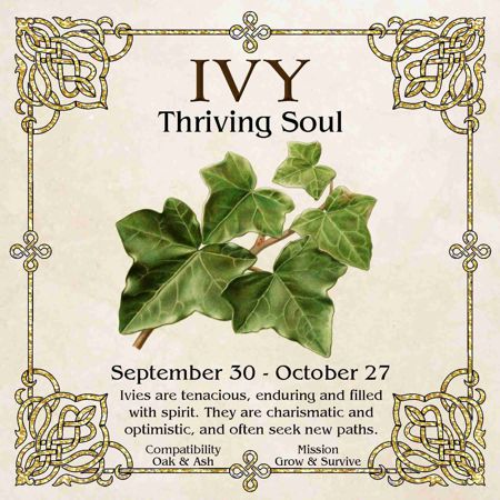 Celtic Tree Zodiac - IVY, The Thriving Soul - September 30 to October 27