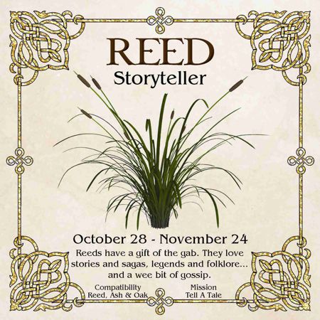 Celtic Tree Zodiac - REED, The Storyteller - October 28 to November 24 ...