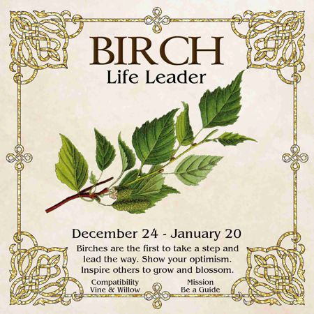 Celtic Tree Zodiac - BIRCH, The Life Leader - December 24 to January 20