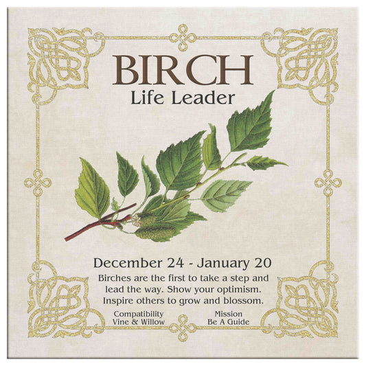 Celtic Tree Zodiac Canvas Print - Birch