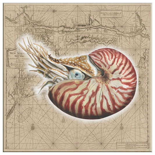 Vintage Nautical Canvas Print - Nautilis