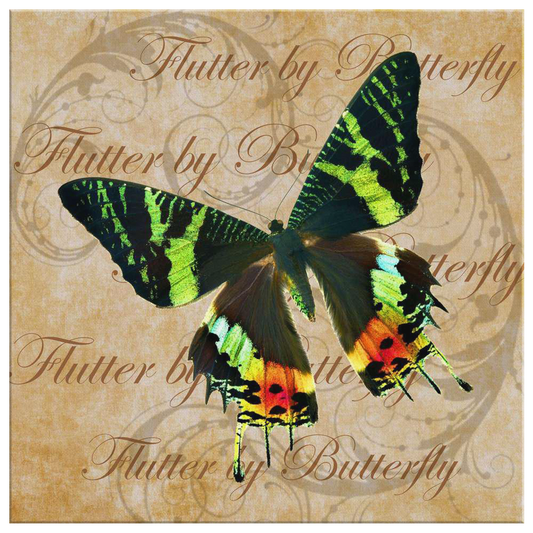 butterfly,butterflies,dragonfly,dragonflies,butterflies and dragonflies,nature,digital,collage